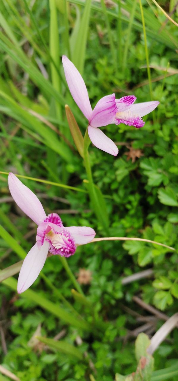 Изображение особи Pogonia japonica.