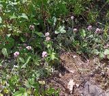 Antennaria dioica