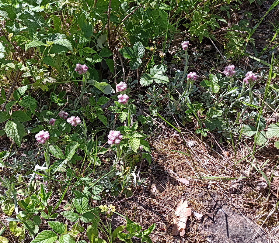 Image of Antennaria dioica specimen.