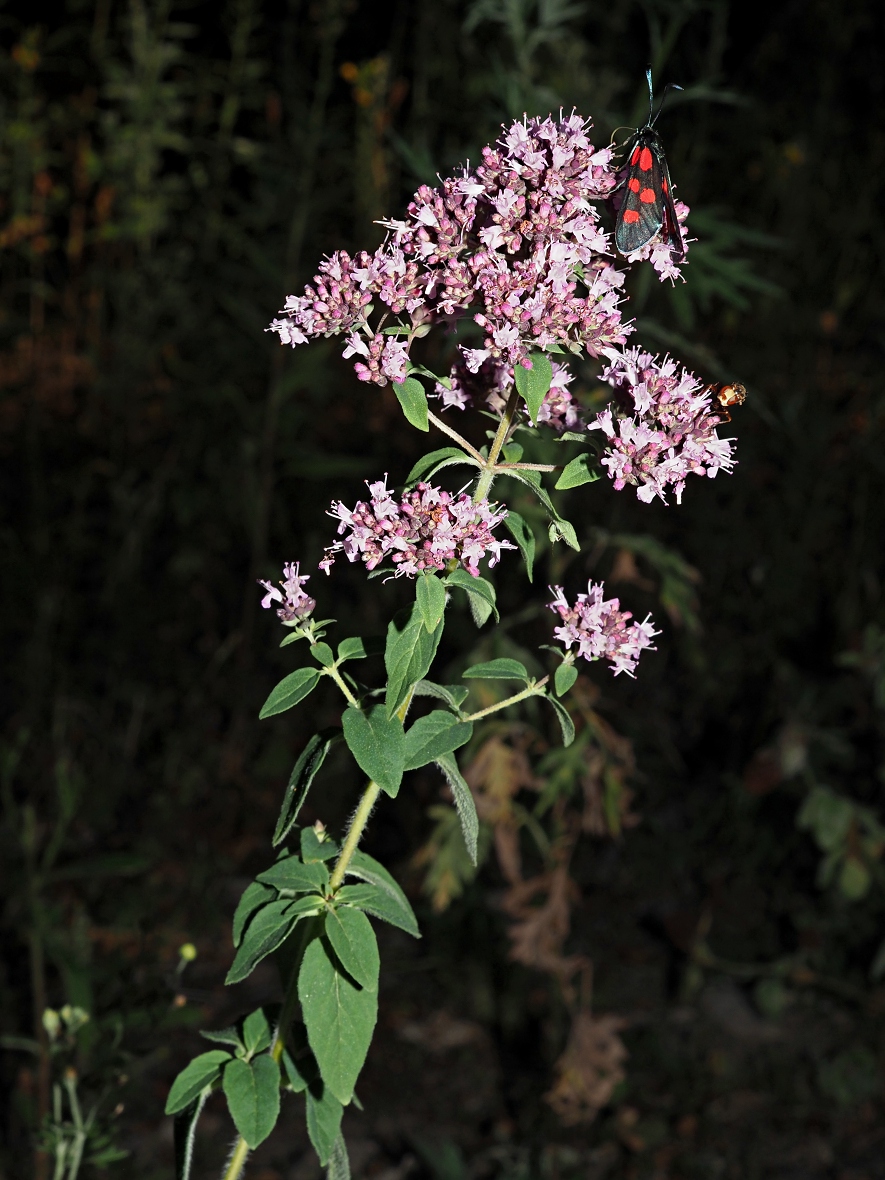 Image of Origanum vulgare specimen.