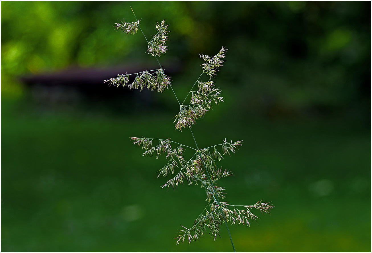 Image of genus Calamagrostis specimen.