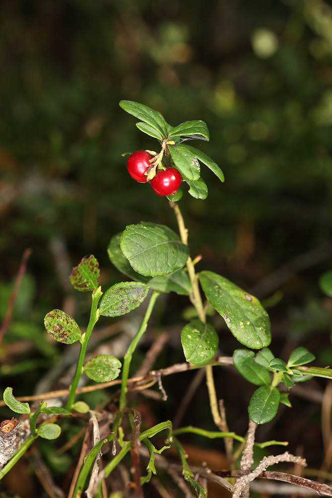 Image of Vaccinium vitis-idaea specimen.