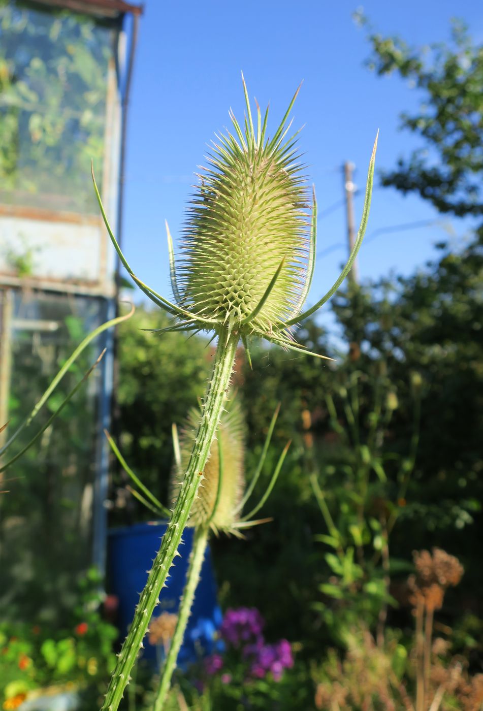 Изображение особи Dipsacus fullonum.