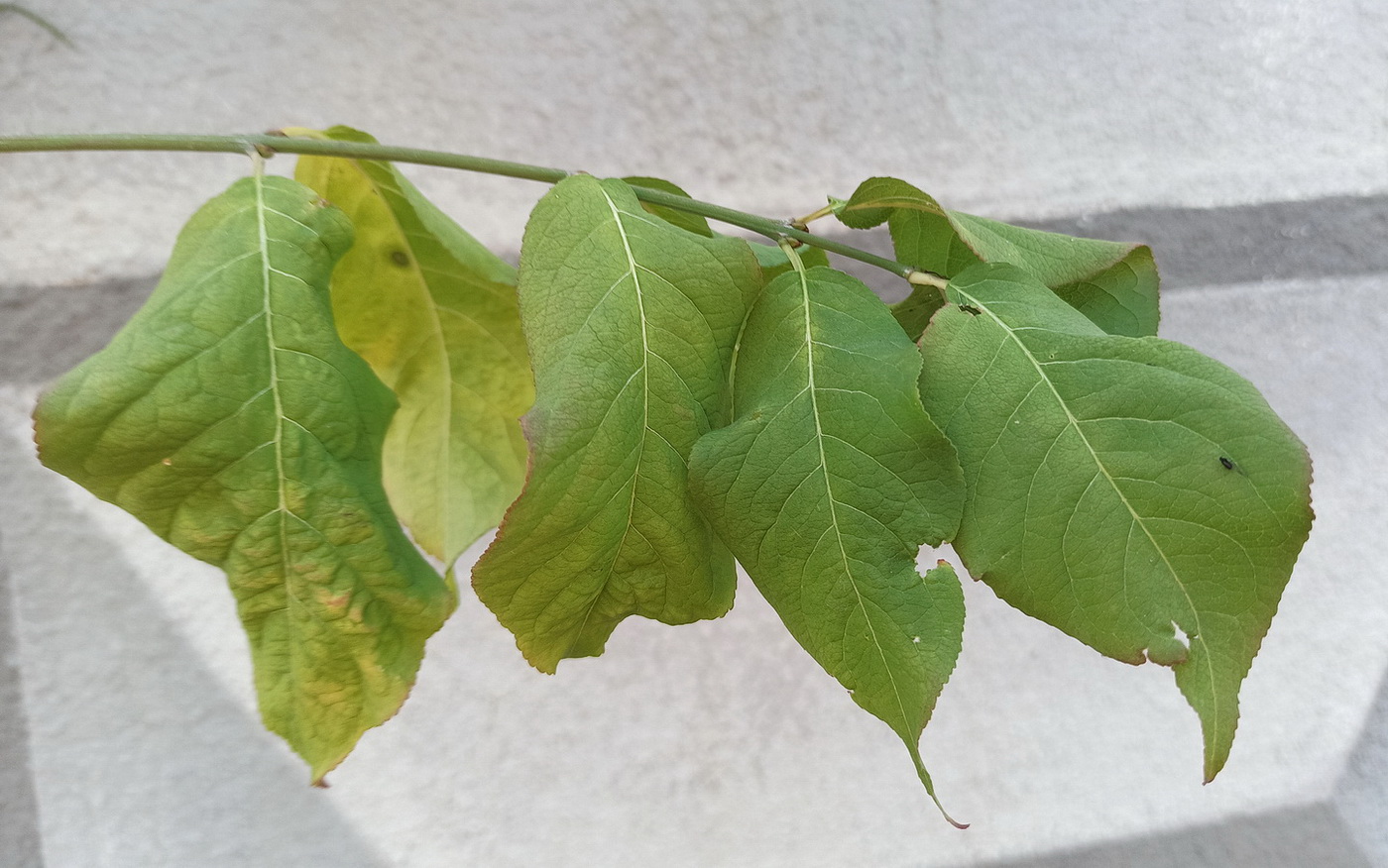 Изображение особи Euonymus europaeus.