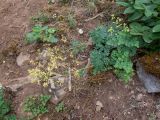 Thalictrum minus. Цветущие растения в сообществе с Dictamnus gymnostylis. Крым, Южный Берег, г. Аю-Даг, лес. 25.05.2024.