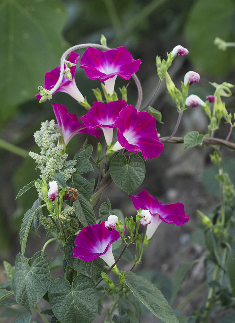 Изображение особи Ipomoea purpurea.