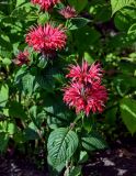 Monarda didyma