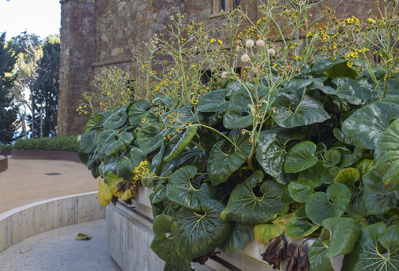 Image of Farfugium japonicum specimen.