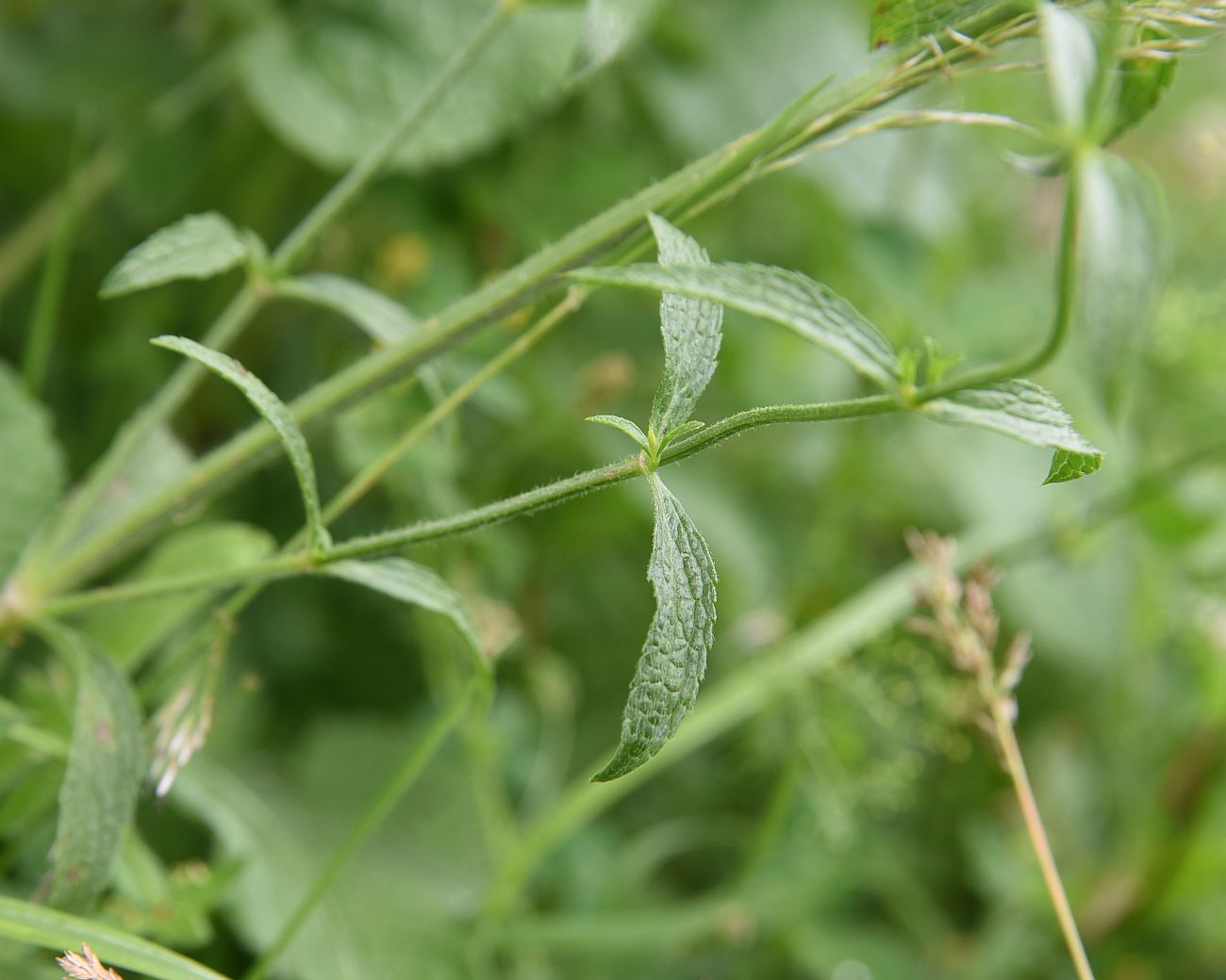 Изображение особи род Stachys.