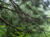 Sequoiadendron giganteum. Части ветвей дерева, растущего с краю посадок. Крым, Южный Берег, окр. Ангарского перевала, ю-в склон Чатыр-Даг, посаженная роща. 27.05.2024.