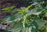 Urtica dioica. Верхушка развивающегося растения. Московская обл., Раменский р-н, окр. дер. Хрипань, садовый участок. 05.06.2024.