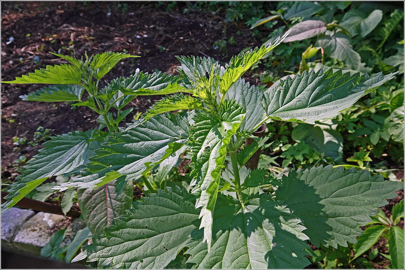 Изображение особи Urtica dioica.