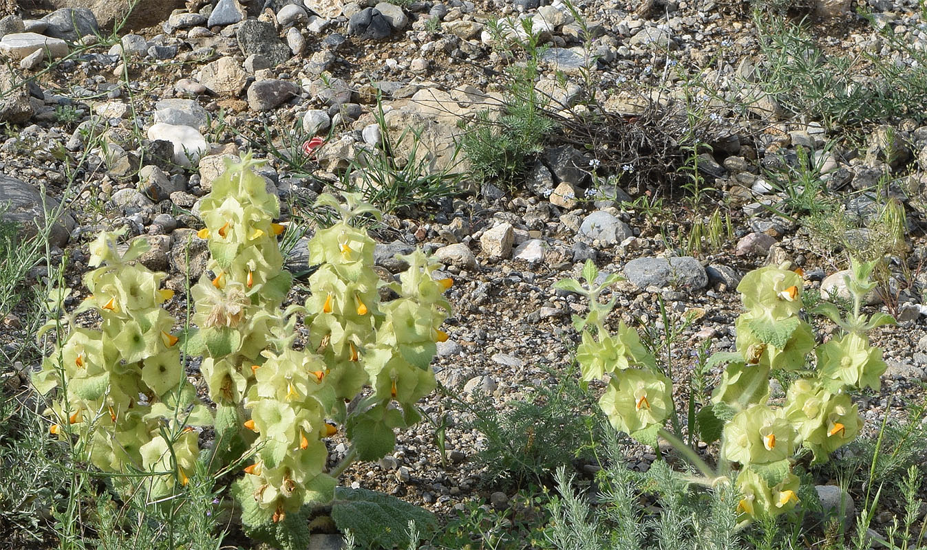 Image of Eremostachys isochila specimen.