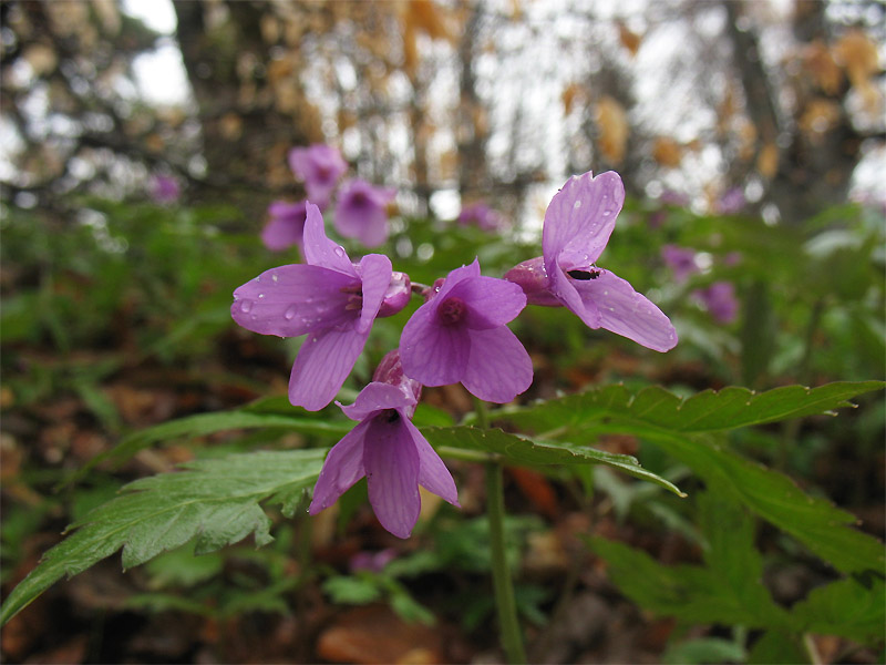 Image of Cardamine glanduligera specimen.