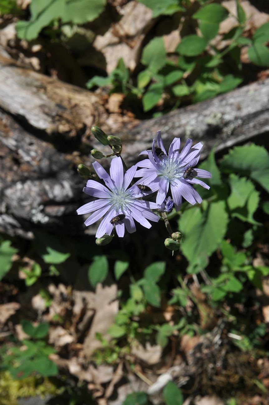 Image of Cicerbita racemosa specimen.