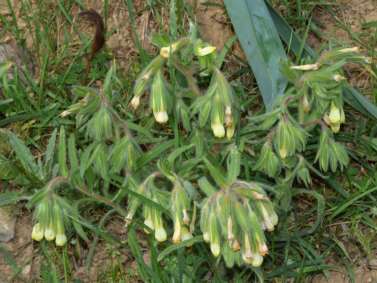 Изображение особи Onosma dichroantha.