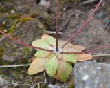 Androsace maxima