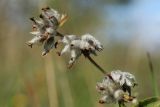 Anthyllis vulneraria. Побег с соплодиями. Псковская обл., окр. дер. Изборск, Словенское поле, суходольный луг. 18.08.2024.