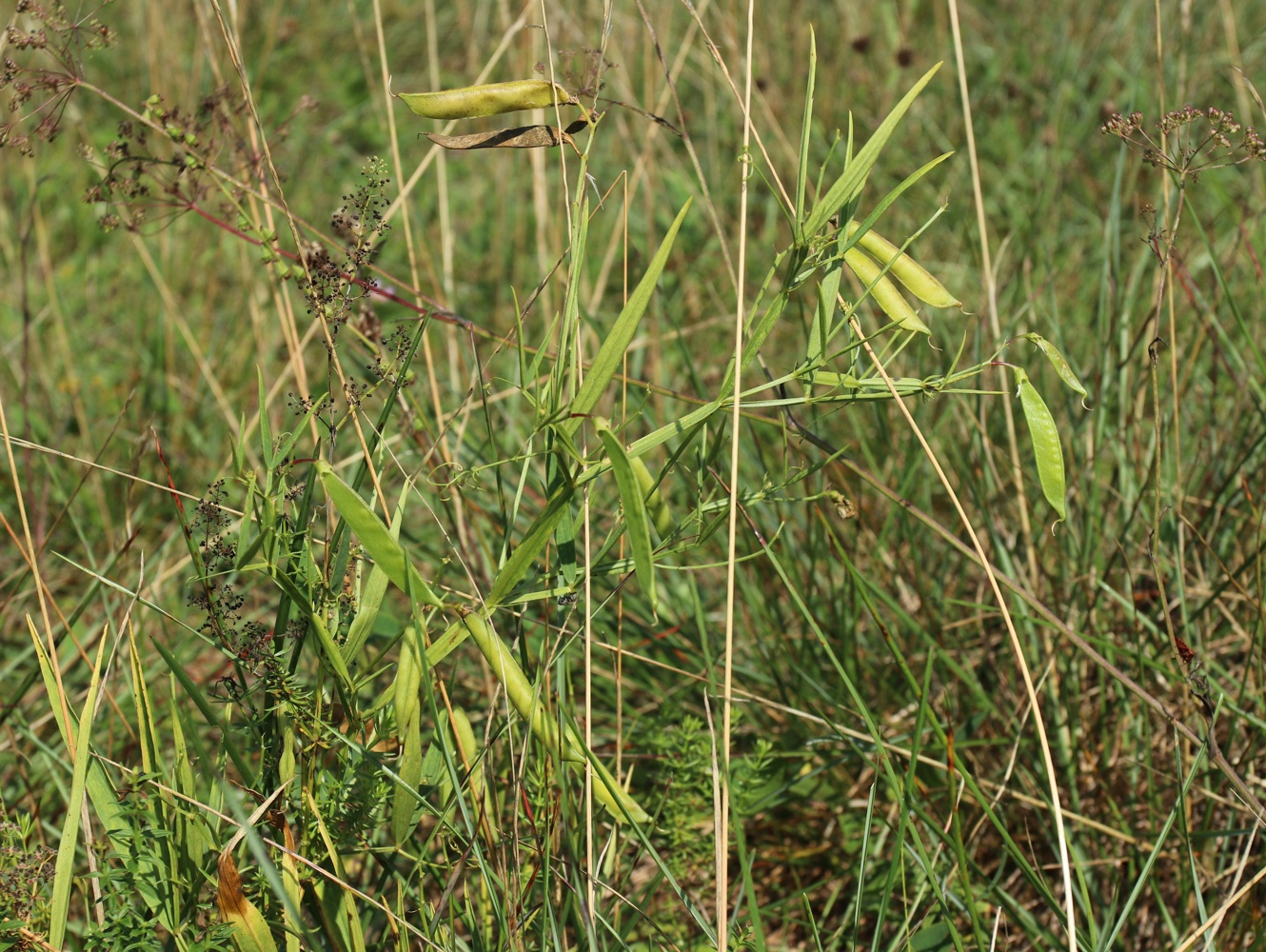 Image of Lathyrus sylvestris specimen.