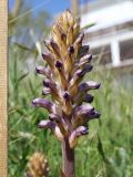 View full-size image Orobanche cumana