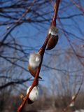 Смотреть изображение Salix gracilistyla