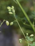 View full-size image Thalictrum minus