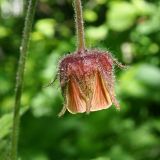 Смотреть изображение Geum rivale