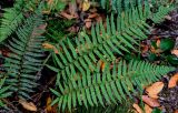 View full-size image Polystichum setiferum
