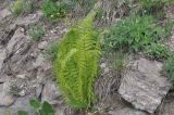View full-size image Dryopteris oreades