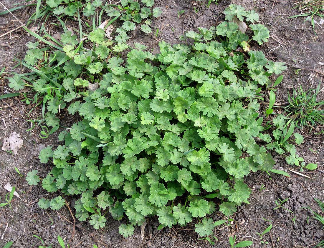 Изображение особи Geranium pusillum.