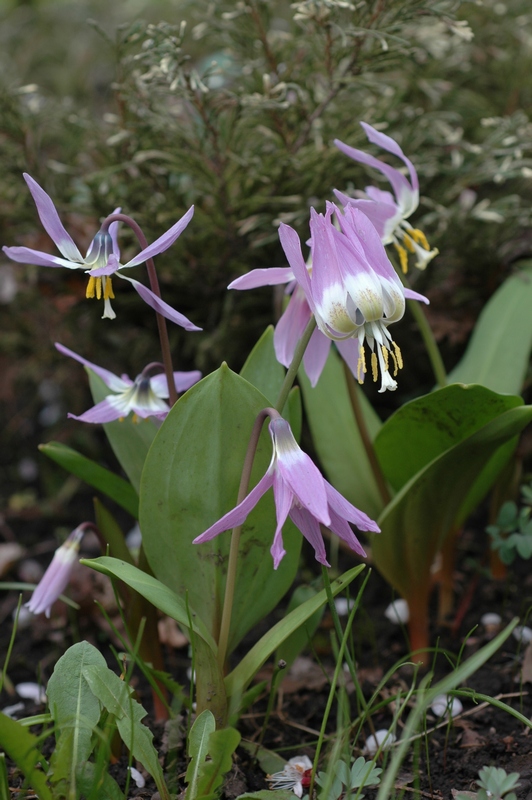 Image of Erythronium sibiricum specimen.