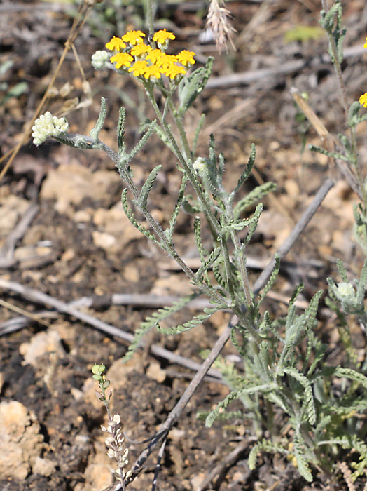 Image of Achillea taurica specimen.