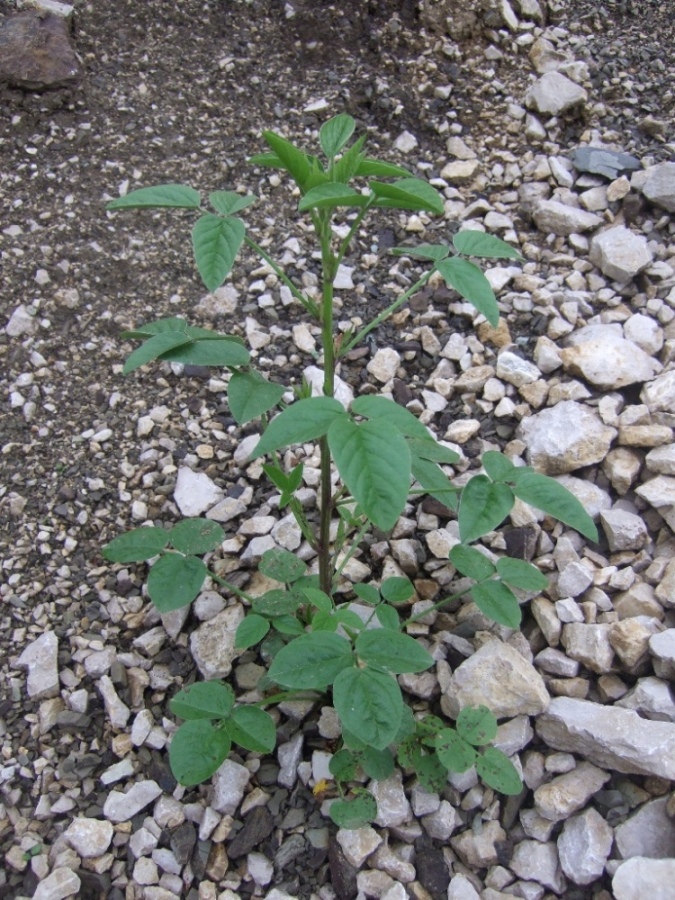 Image of Psoralea bituminosa ssp. pontica specimen.