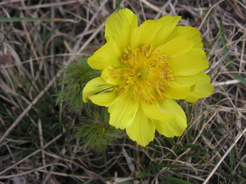 Изображение особи Adonis vernalis.