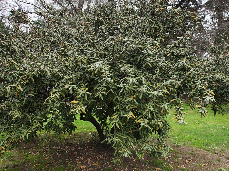 Image of Elaeagnus pungens specimen.