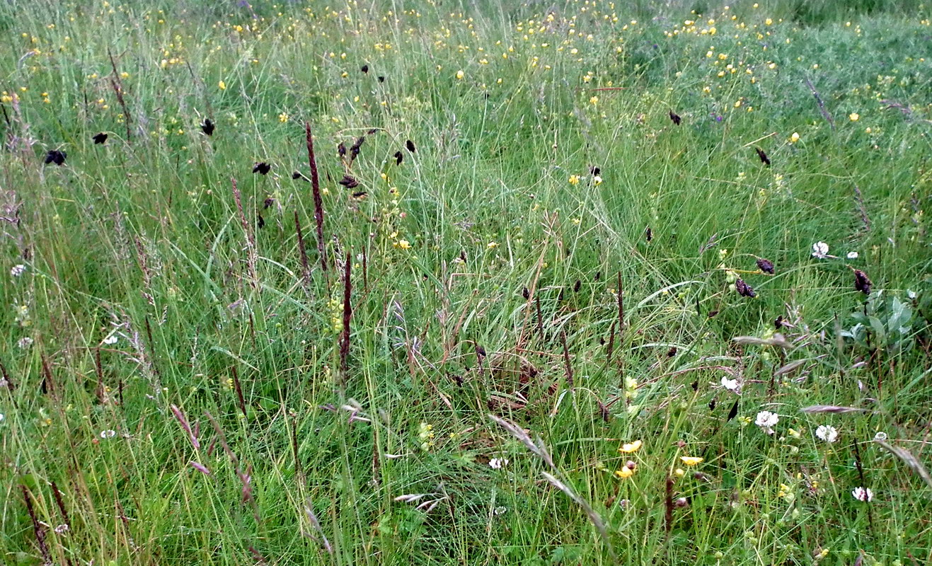 Image of Carex atrata specimen.