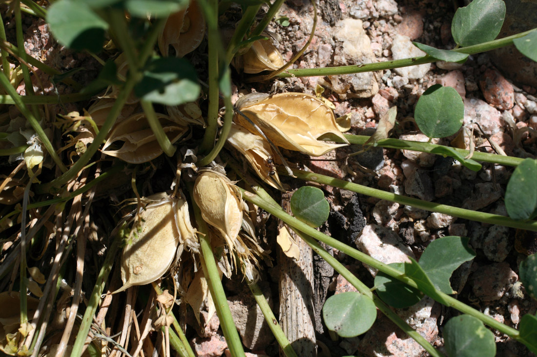 Image of Astragalus aksaricus specimen.