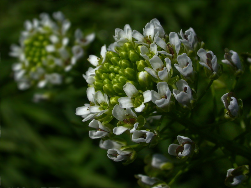 Image of Thlaspi arvense specimen.