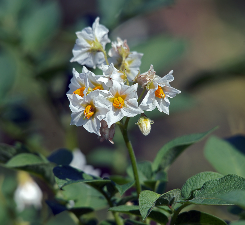 Изображение особи Solanum tuberosum.