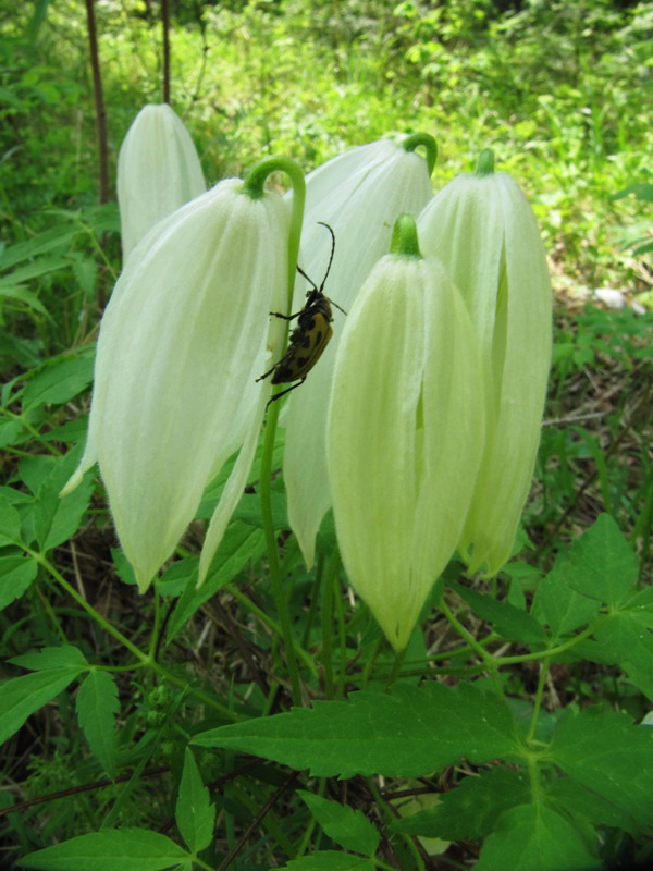 Image of Atragene sibirica specimen.