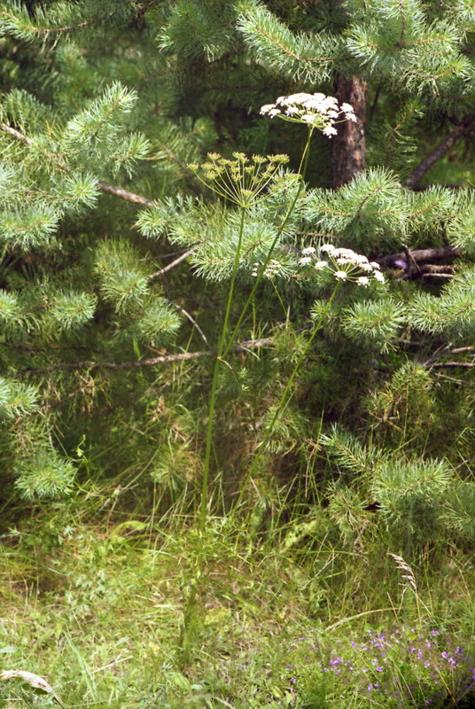 Изображение особи Peucedanum oreoselinum.