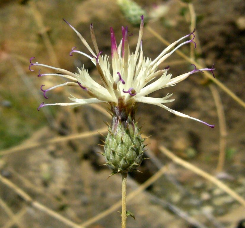 Image of Cousinia antonowii specimen.
