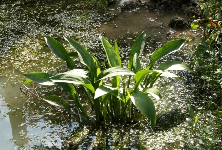 Image of Alisma lanceolatum specimen.