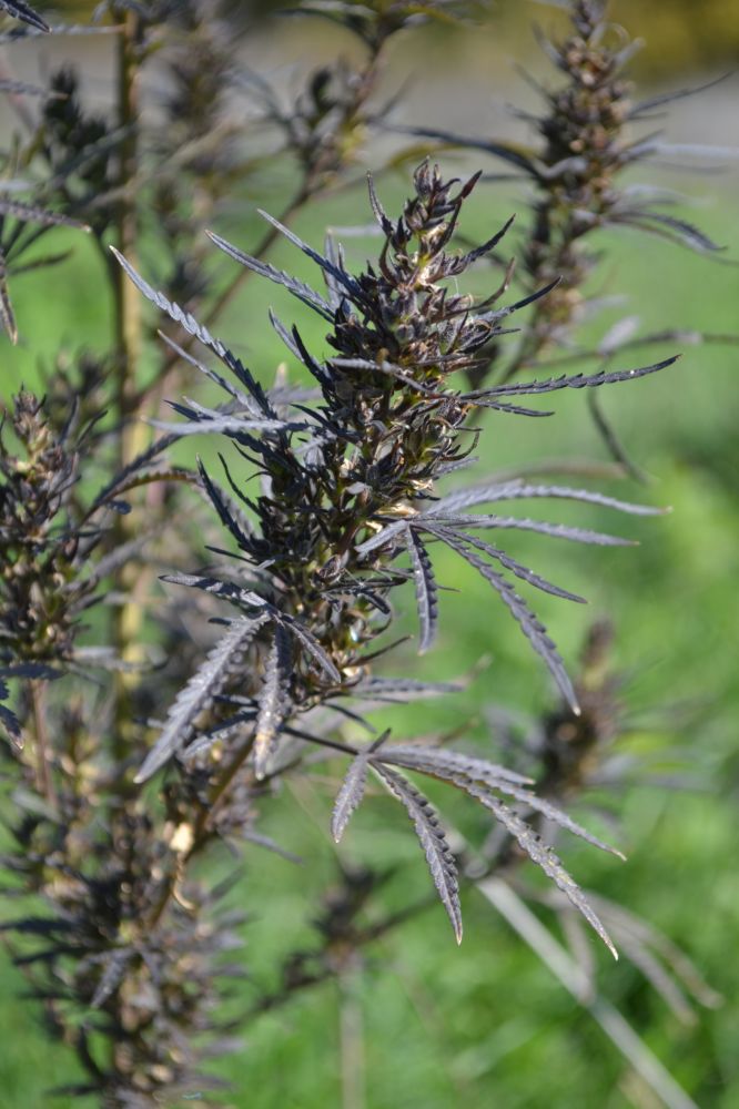 Image of Cannabis sativa var. spontanea specimen.