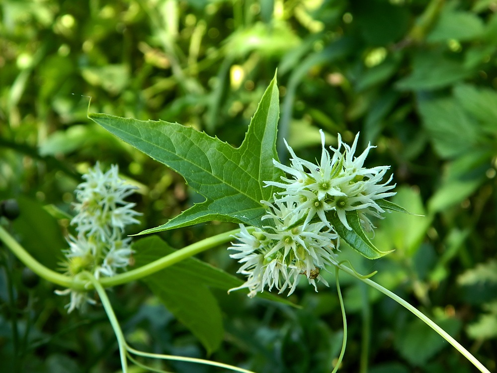 Image of Echinocystis lobata specimen.