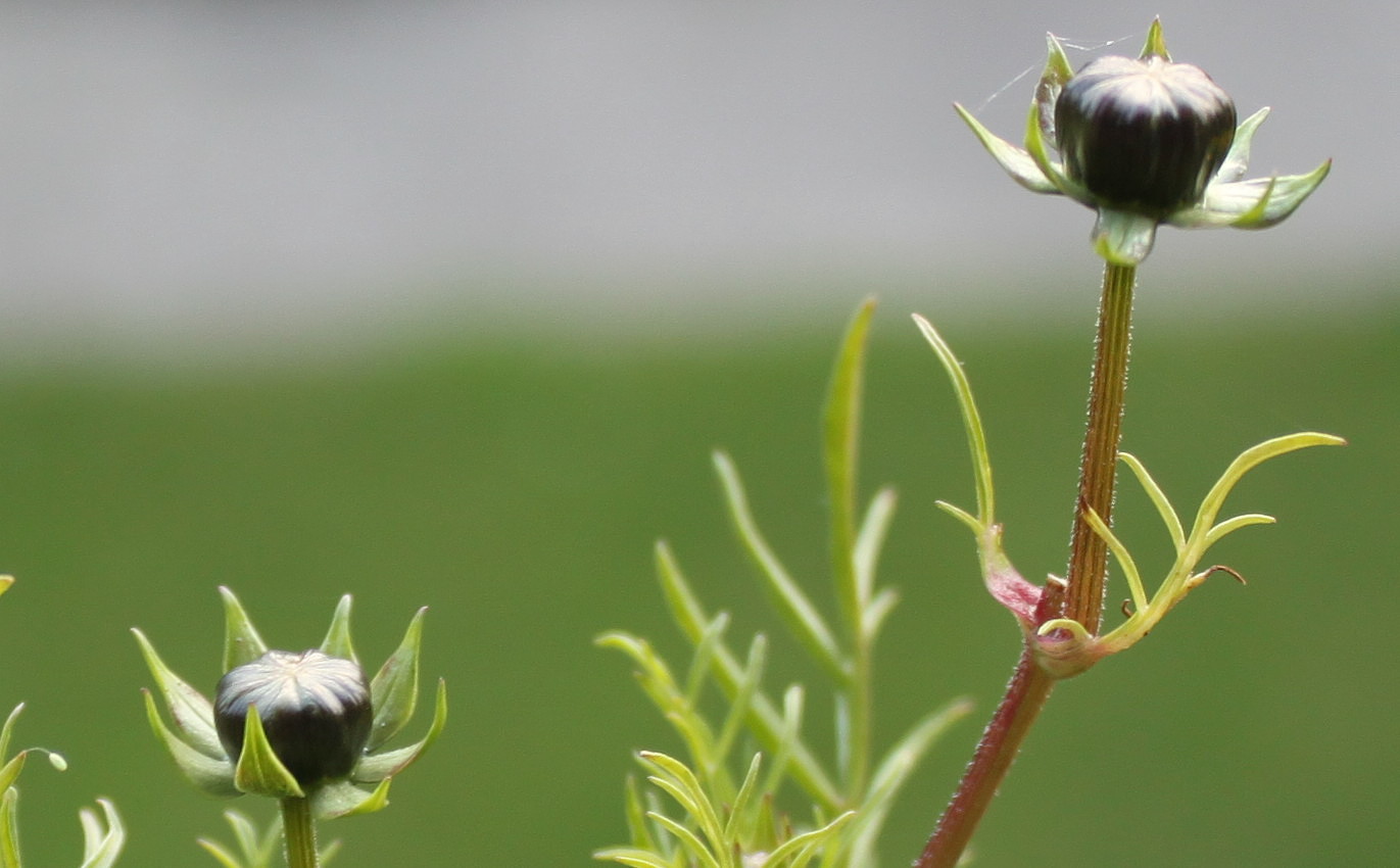 Изображение особи Cosmos bipinnatus.