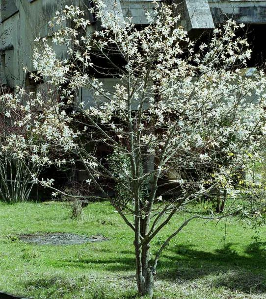 Image of Magnolia kobus specimen.