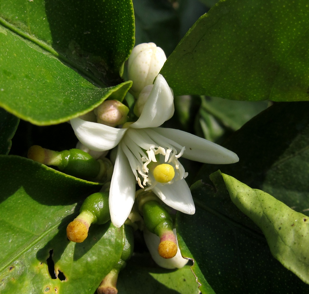 Изображение особи Citrus macrophylla.