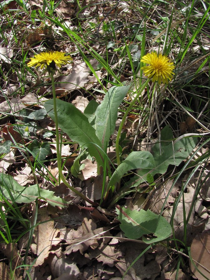 Изображение особи род Taraxacum.