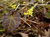 Epimedium colchicum